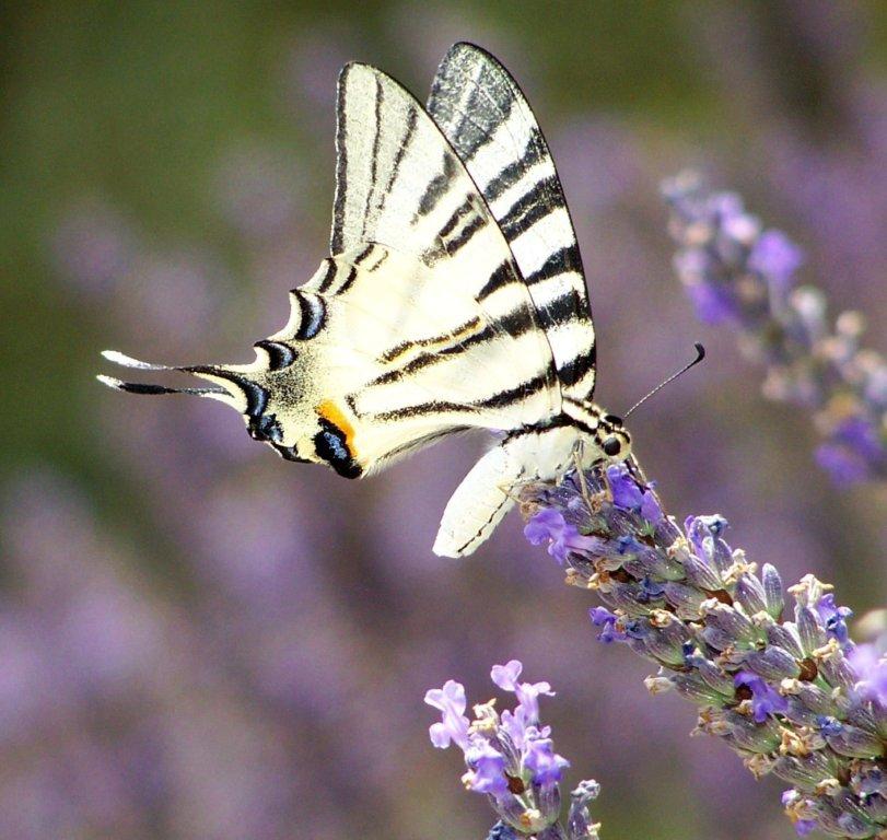 papillon 100_2476