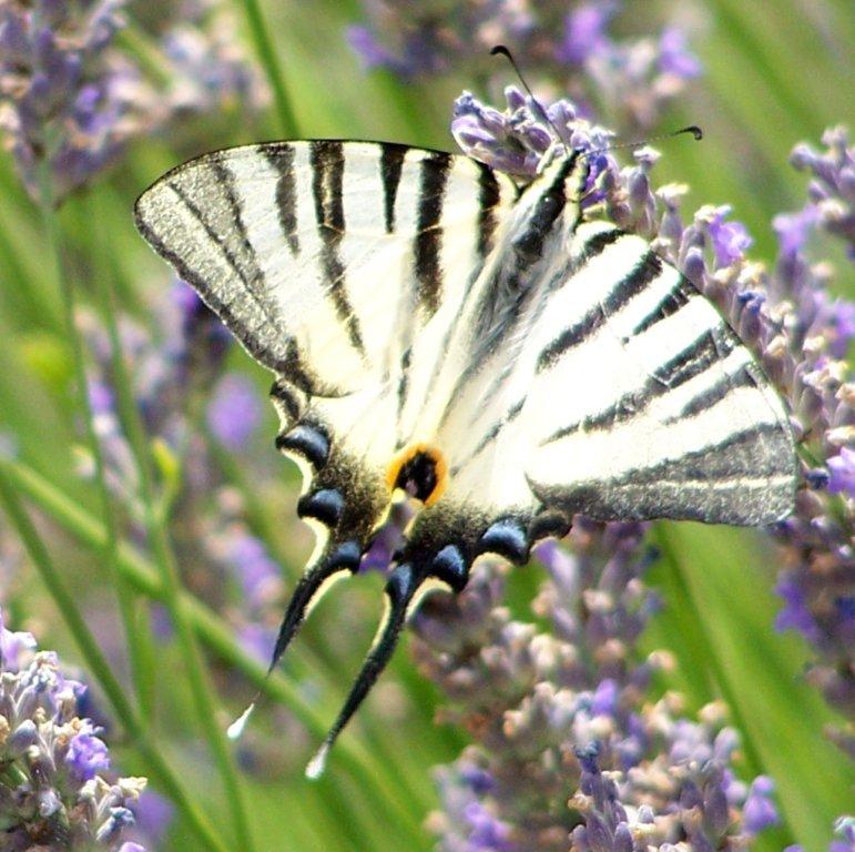 papillon 100_2481