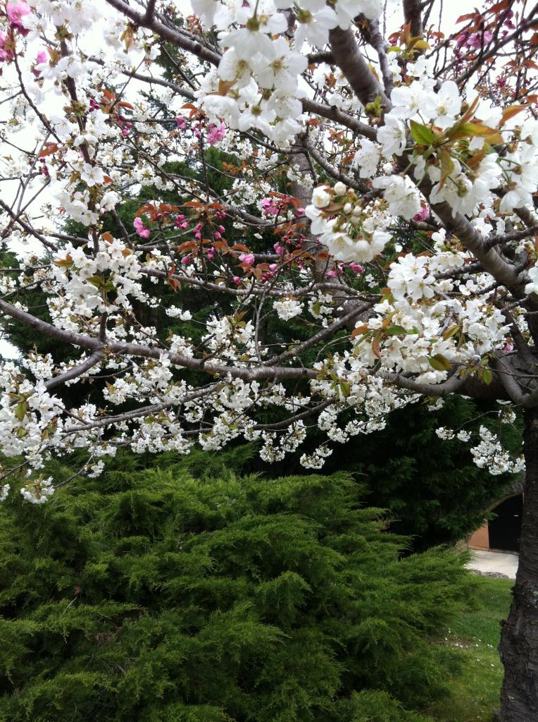 Le 4 avril le cerisier est en fleurs ! 