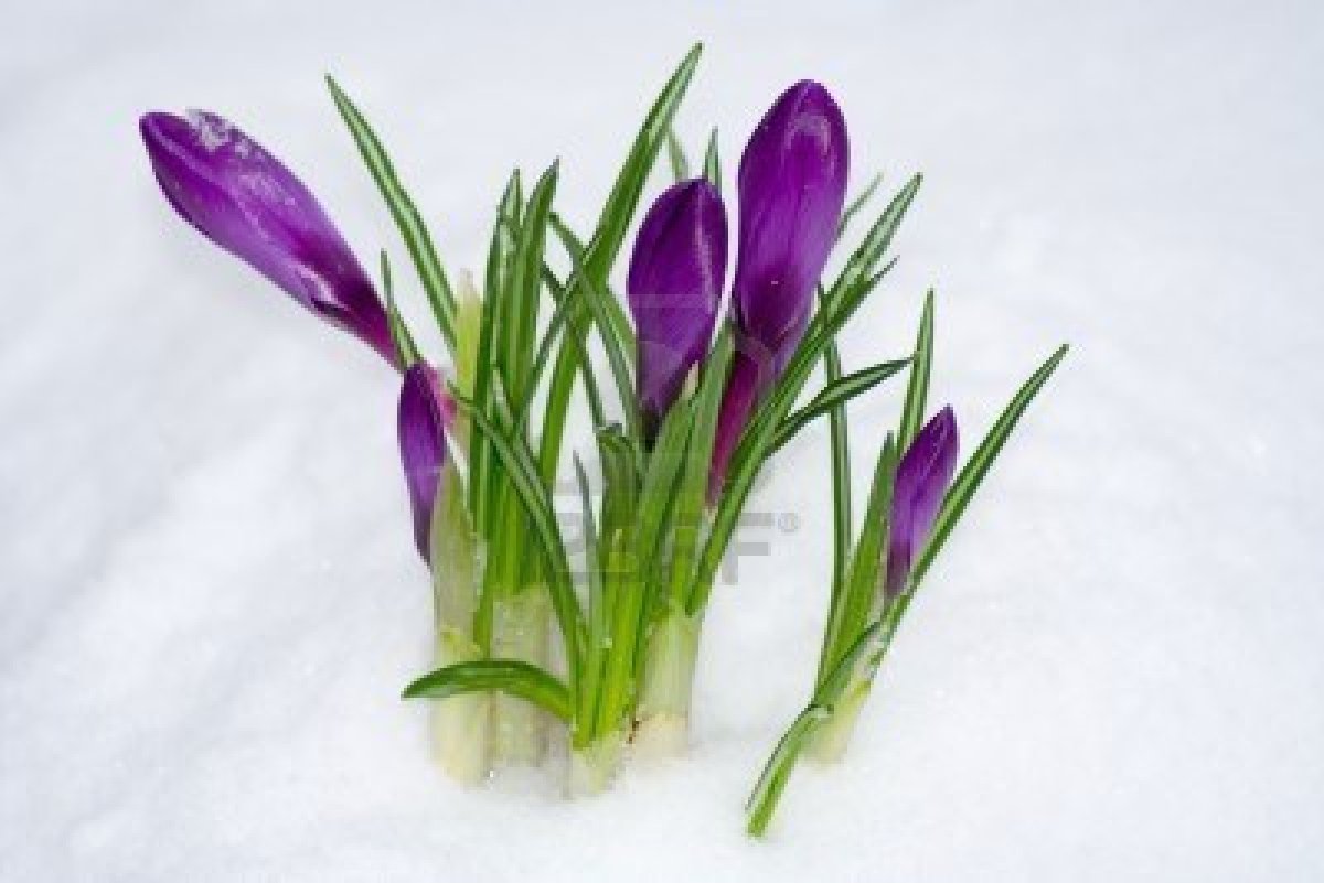 Fleur de printemps sous la neige