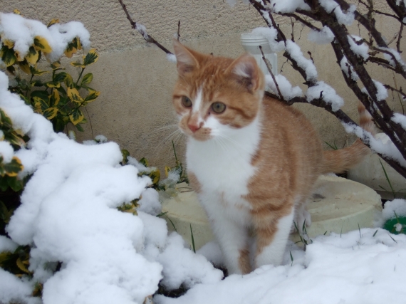 Chat-neige