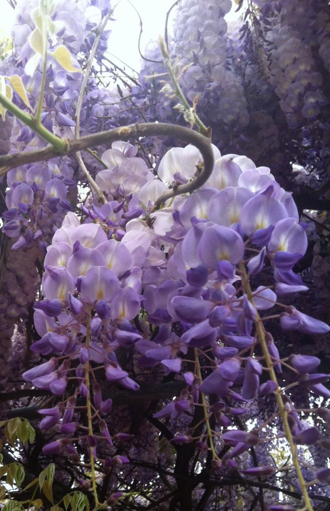 Glycine violette