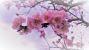 Almond blossoms 4921354 640 petit